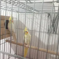 عروس هلندی