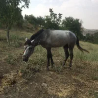 فروش اسب برای بار|اسب و تجهیزات اسب‌سواری|آرمرده, |دیوار