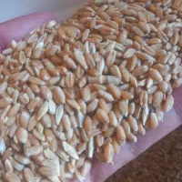 فروش گندم
