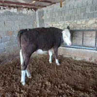 باسلام فروش یک راس گاو وشنگل|حیوانات مزرعه|سیسخت, |دیوار