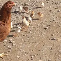 جوجه لاری اصیل