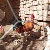 چهار عدد مرغ گلین به همراه یک خروس