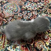 گربه طوسی