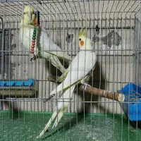 عروس هلندی، مرغ عشق، فنج،
