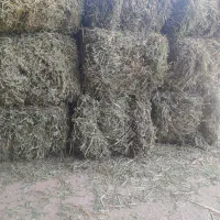فروش بیده بردسیر