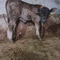 گوساله سویسی|حیوانات مزرعه|سردرود, |دیوار