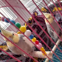 عروس هلندی اهلی|پرنده|باسمنج, |دیوار