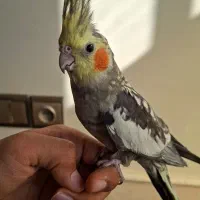 عروس هلندی ماده