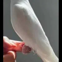 یک جفت البینوبا۴تاتخم