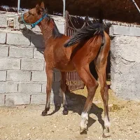 کره ماده ۶ماهه