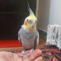 عروس هلندی اهلی