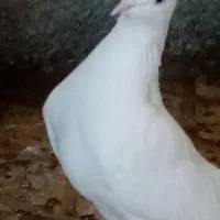 یک جفت سفید بمبویی