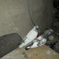 کفتر|پرنده|سیلاخور, |دیوار