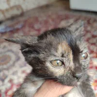 توله گربه اسکاتیش|گربه|بوشهر, |دیوار