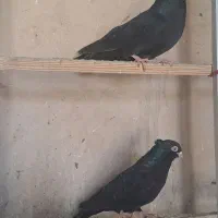 کبوتر پرشی وتزیینی