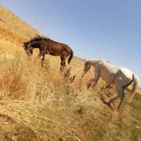 مادیان خوب وسالم