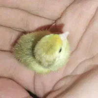 نیازمند تخمه نطفه دار غاز نیریز