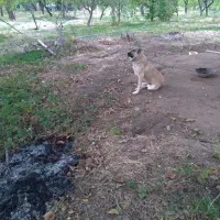 کانگال (میکسد)|سگ|مرند, |دیوار