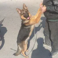 سگ ژرمن شپرد|سگ|پردیس, فاز ۱۱|دیوار