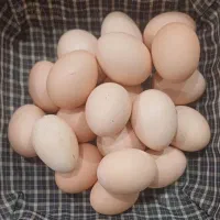 تخم مرغ محلی
