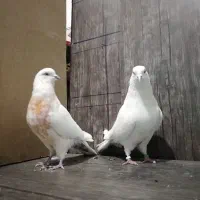 کبوتر|پرنده|هرسین, |دیوار