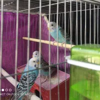 ۴عدد مرغ عشق