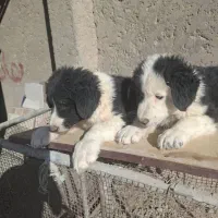 توله دوماهه. قدرجونی. گله ای