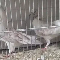 ۴۰عدد کفتر غریب همه پرشتی|پرنده|کوهدشت, |دیوار