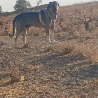 سگ عراقی|سگ|اسفرورین, |دیوار