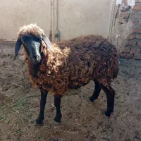 بره ماده