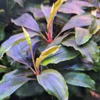 گیاه بوسفلاندرا|ماهی|اهواز, فولادشهر|دیوار