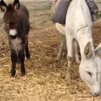 خر جوان باکره ماده