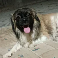 سگ تیبتان اسپانیل|سگ|بهبهان, |دیوار