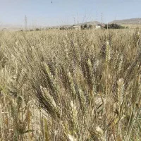 بذر گندم رقم شبرنگ
