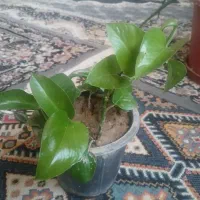 گل آپارتمانی طبیعی|گل و گیاه طبیعی|خمینیشهر, |دیوار