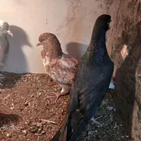 با سلام   ۴هار عدد کفتر