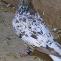 سرور نر|پرنده|لنجان, |دیوار