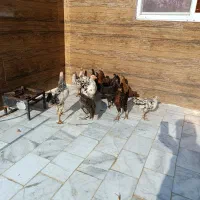 جوجه  مرغ سه ماه