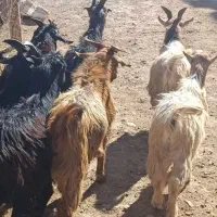 بزغاله های نر 25کیلویی