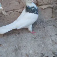 پرنده