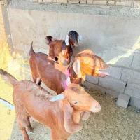سه عدد بزخوش خوراک برای فروش زرگان|حیوانات مزرعه|باوی, |دیوار