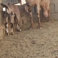 بزشیراوکره نرموقعیت بافق|حیوانات مزرعه|یزد, |دیوار