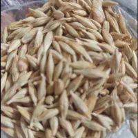 فروش جو شونه و کاه جو