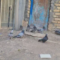 پرنده کفتر پر مغزدار|پرنده|بروجن, |دیوار