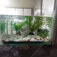 آکواریم وپمپ|ماهی|قم, لسانی|دیوار