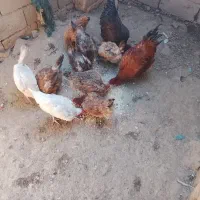 مرغ