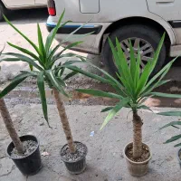 فروش گیاه طبیعی با گلدان