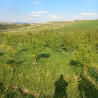 باغ-در-اهر-روستای-وردین