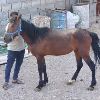 اسب|اسب و تجهیزات اسبسواری|زرند, |دیوار