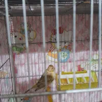 قنادی ماده یکساله با قفس وسایل کله سهره  ای|پرنده|تاکستان, |دیوار